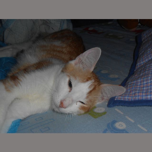 Photo of Bowie Located Albury