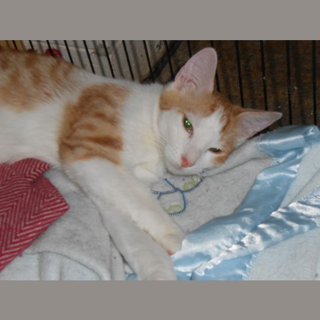 Photo of Bowie Located Albury