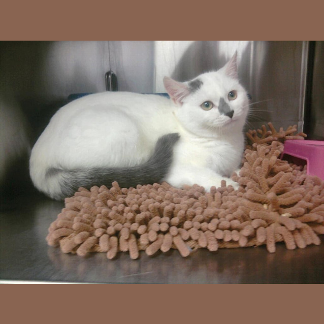 Photo of Kahlee (C690)