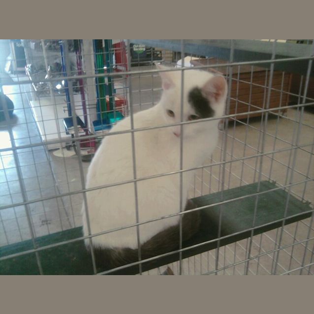 Photo of Picasso (C689)