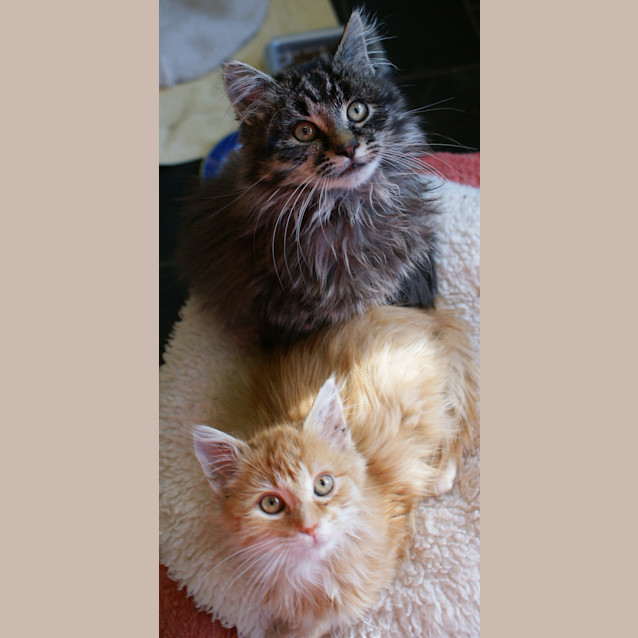 Photo of Peter And Paul