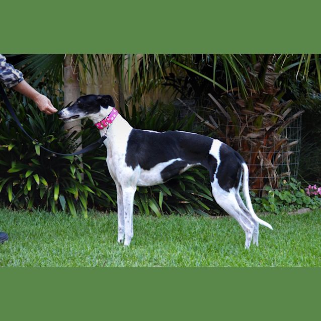 Photo of Maggie. Reserved