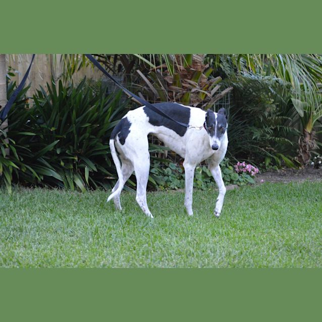 Photo of Maggie. Reserved