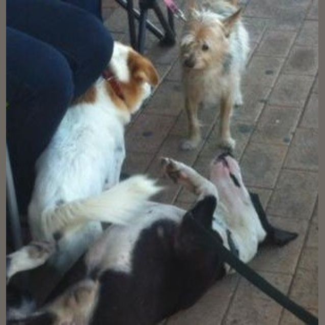 Photo of Kobi   Medium Sized Dog