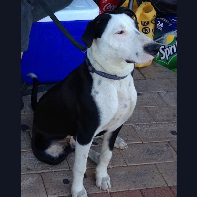 Photo of Kobi   Medium Sized Dog