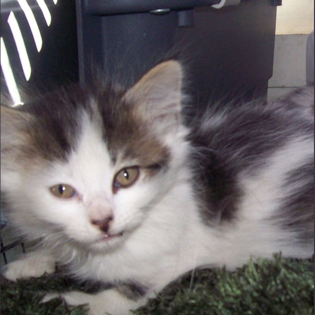 Photo of Fluffy Kitten