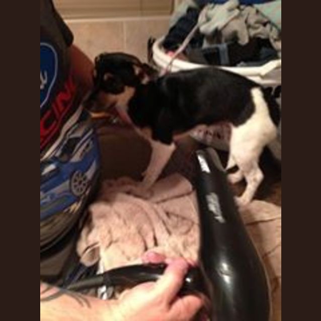 Photo of Ella, Foxy X Pup!