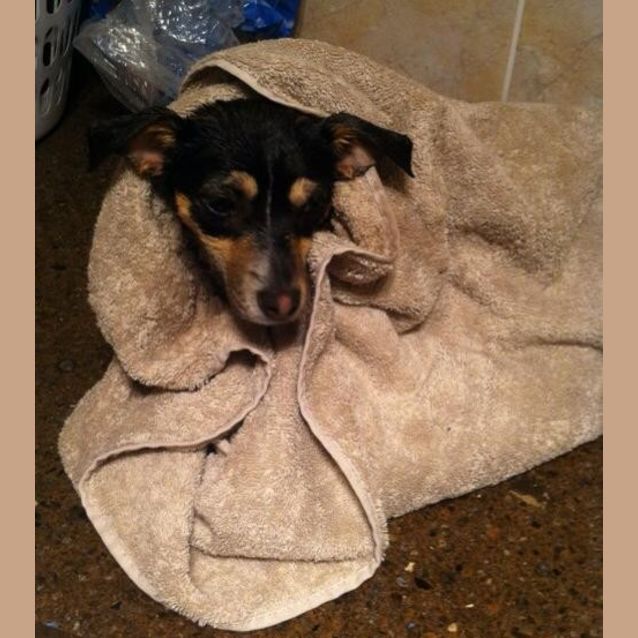 Photo of Ella, Foxy X Pup!