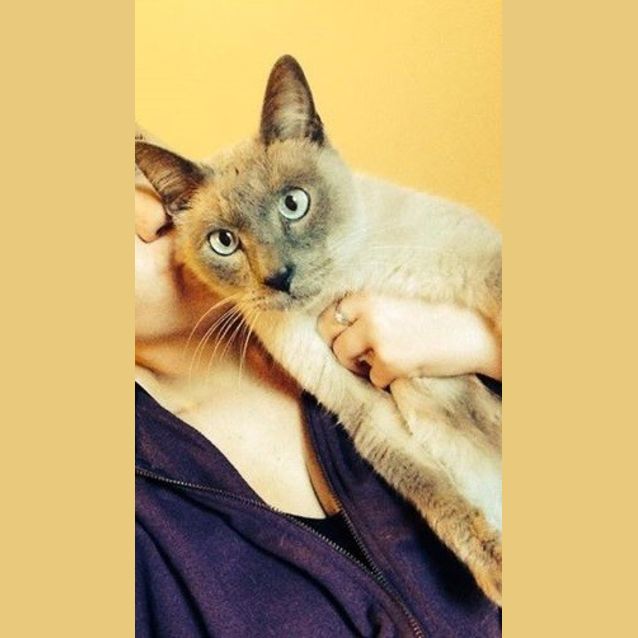 Photo of Dexter! Old Style Siamese Gentleman!