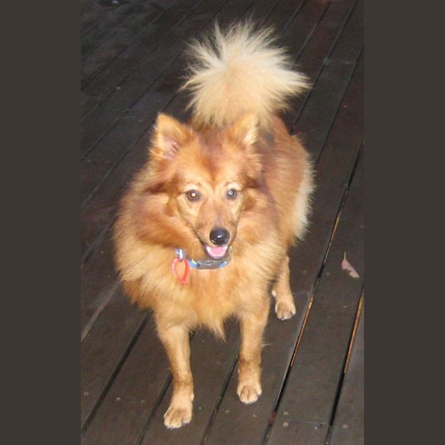 Photo of Pom Pom