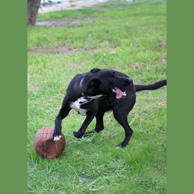 Photo of Ollie Dl585