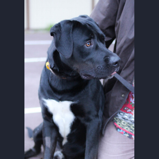 Photo of Boof Dl581