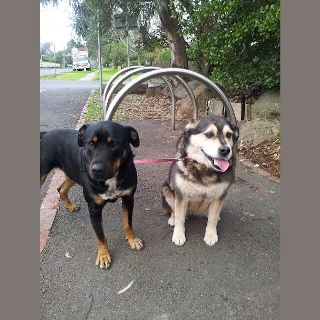 Photo of Harry And Foxy