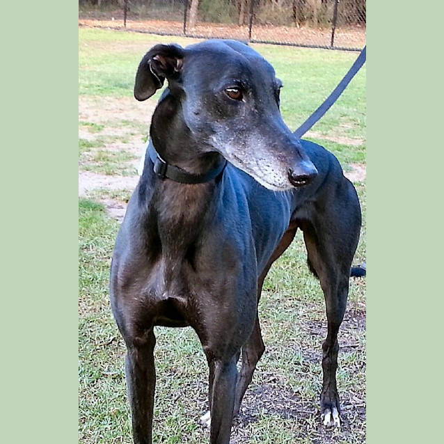 Photo of Trigger   Checking Out My New Home