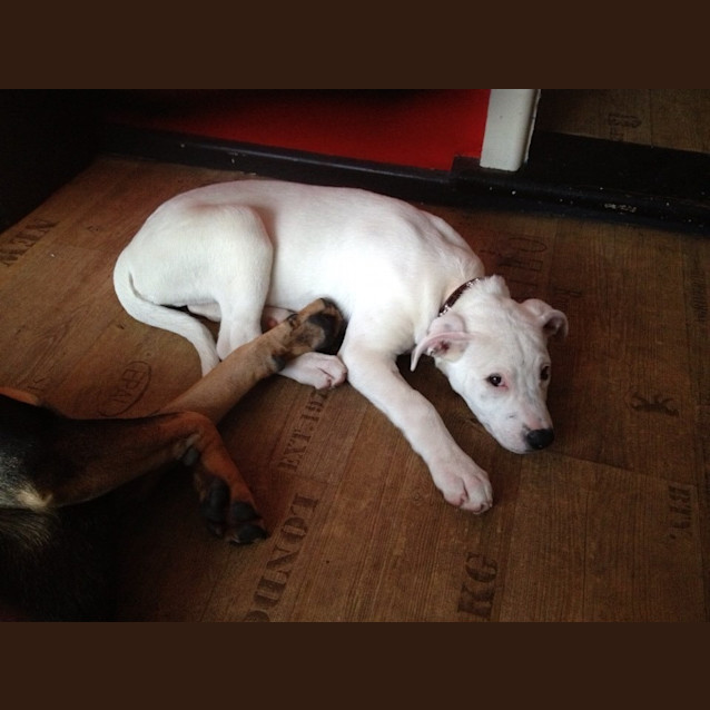 Photo of Marty Mc Fly Kid And Dog Friendly