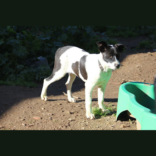 Photo of Bella
