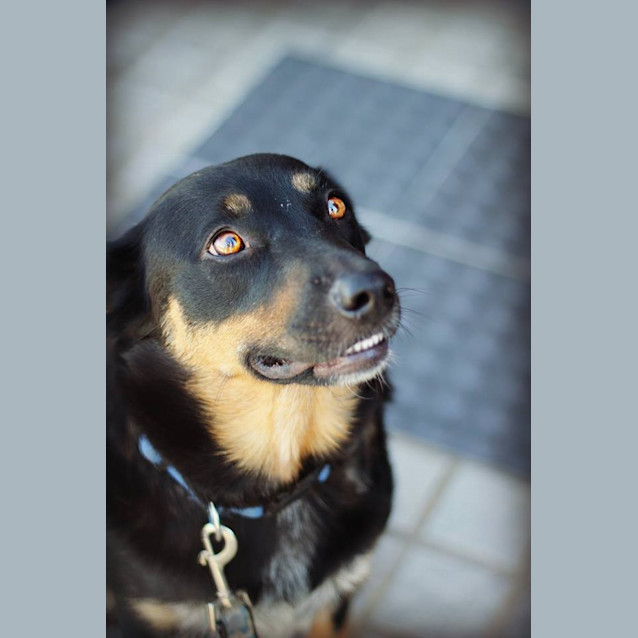 Photo of Ebony