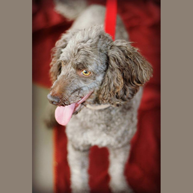 Photo of Zuko 