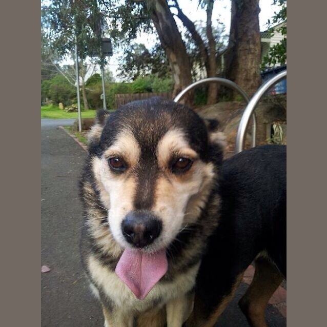 Photo of Harry And Foxy