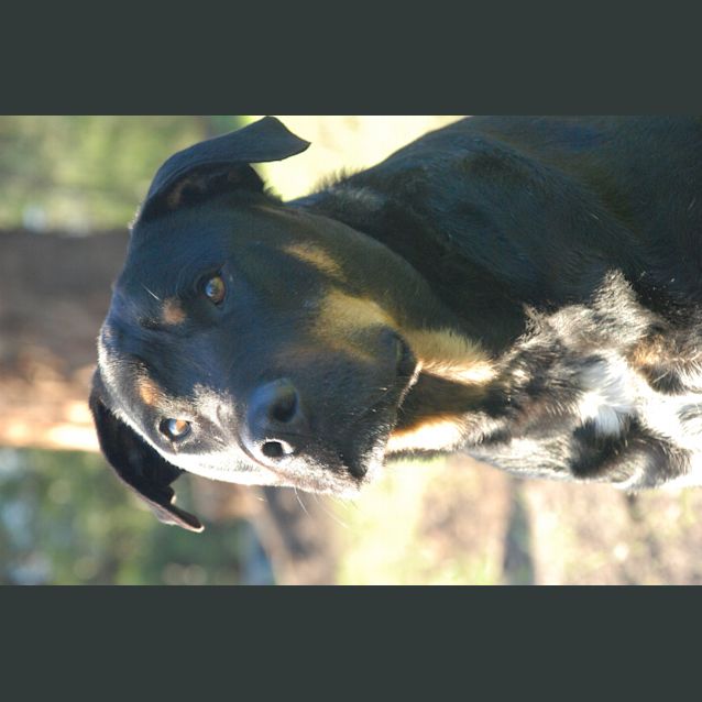 Photo of Harry And Foxy