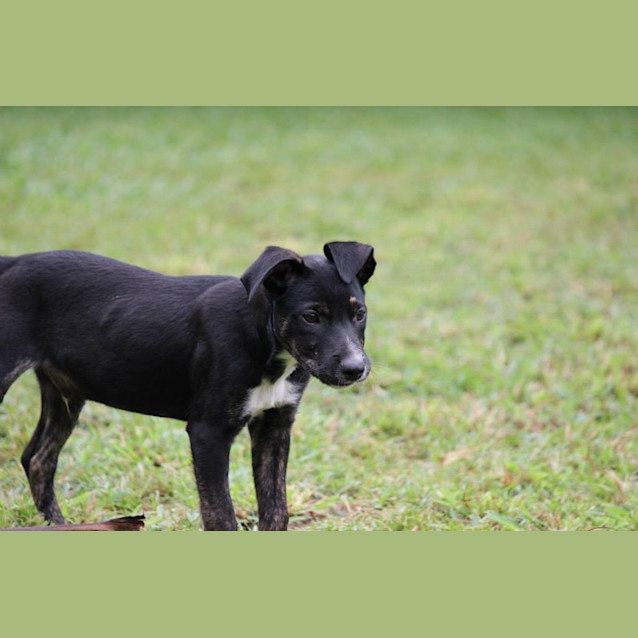 Photo of Rascal