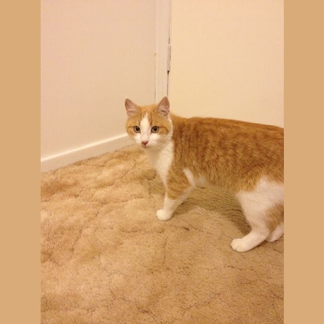Photo of Cricket 