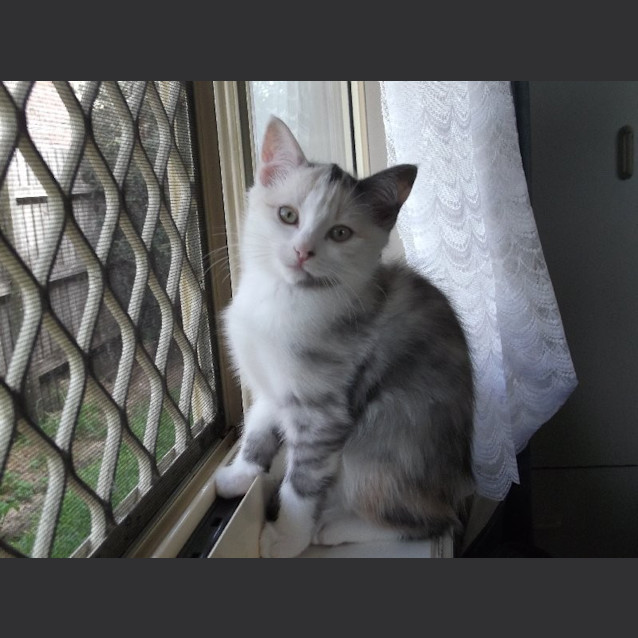 Photo of Smudge
