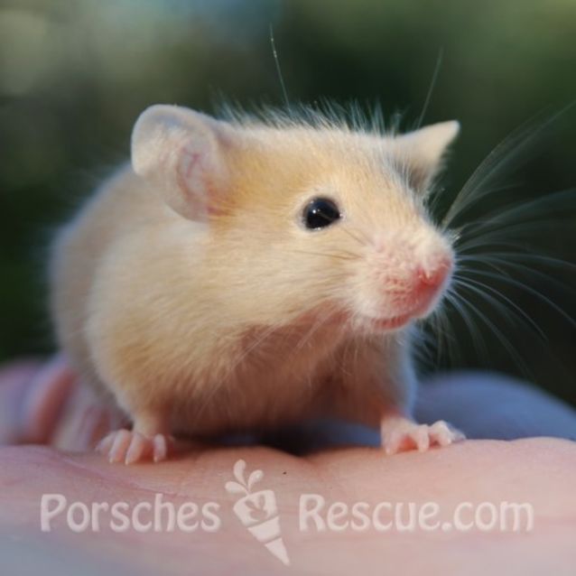 Photo of Appenzeller