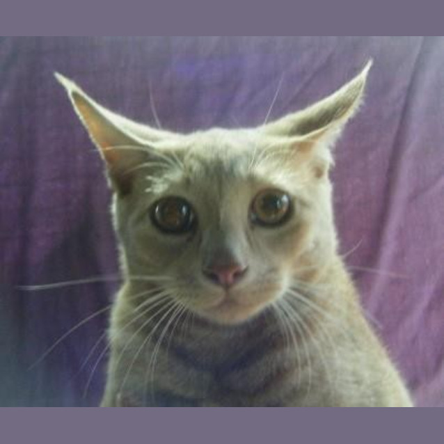 Photo of Lucky