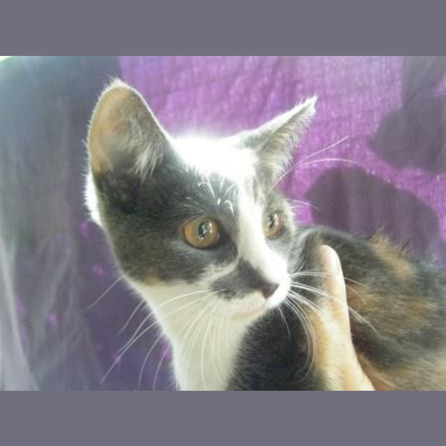 Photo of Callie