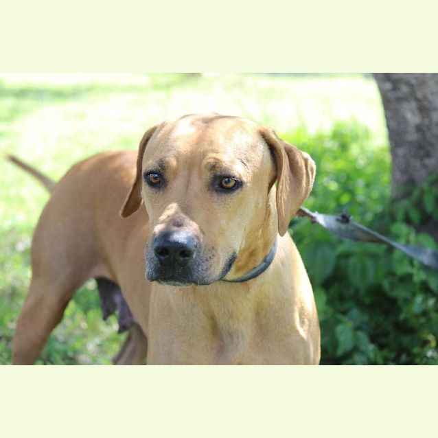 Photo of Ghia 