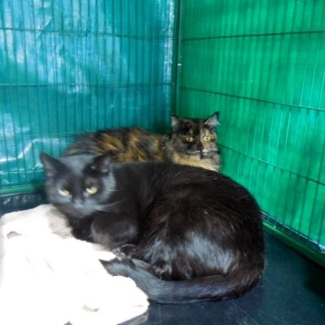 Photo of Faye & Sharka 
