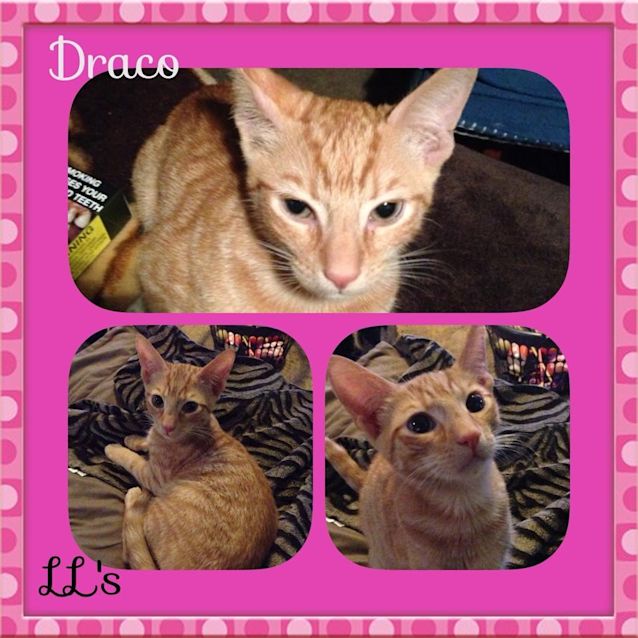 Photo of Draco