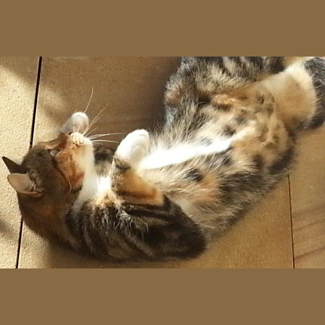 Photo of Odie & Tilly