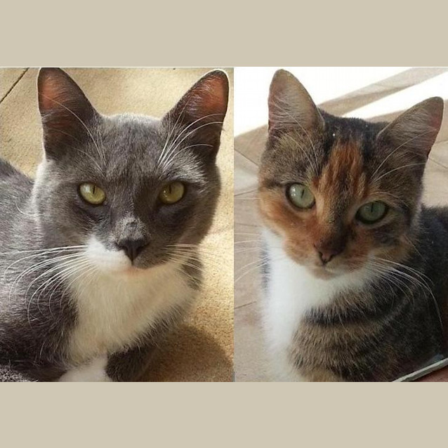 Photo of Odie & Tilly