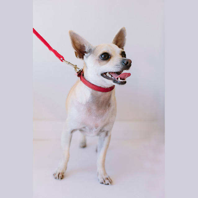 Photo of Peanut (On Trial 16/8/14)