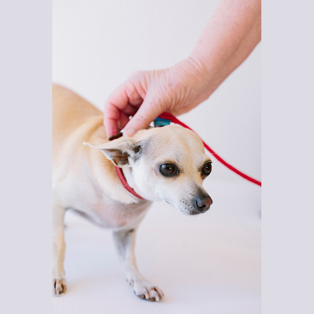 Photo of Peanut (On Trial 16/8/14)