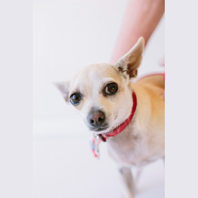 Photo of Peanut (On Trial 16/8/14)