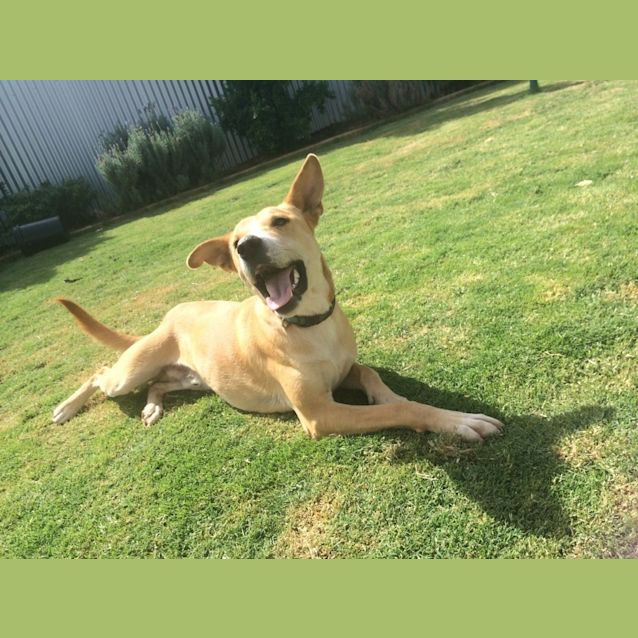 Photo of Zues (Aka The Amazing Zues)