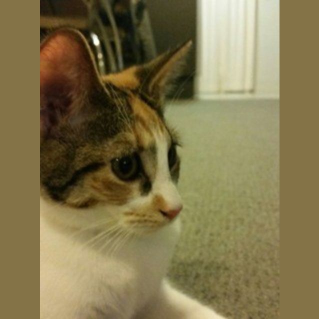 Photo of Indigo