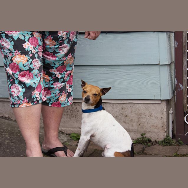 Photo of Squirt (On Trial 10/12/14) Tenterfield Terrier