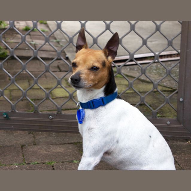 Photo of Squirt (On Trial 10/12/14) Tenterfield Terrier