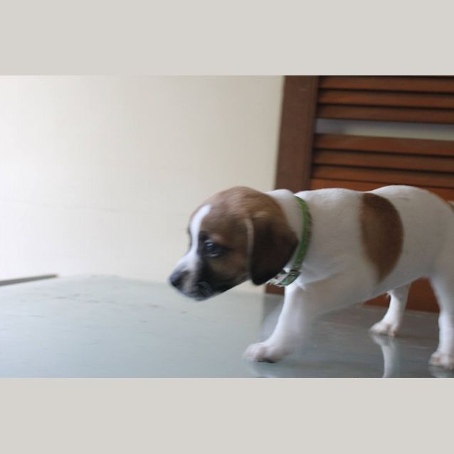 Photo of Fred   Available From 25th June