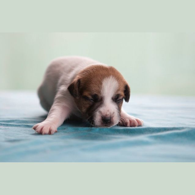 Photo of Fred   Available From 25th June