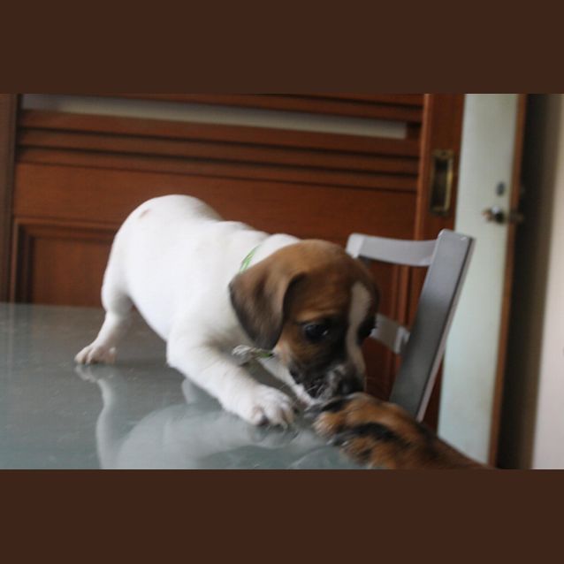 Photo of Fred   Available From 25th June