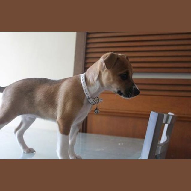 Photo of Ginny   Available 25th Of June