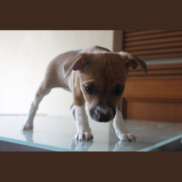 Photo of Ginny   Available 25th Of June