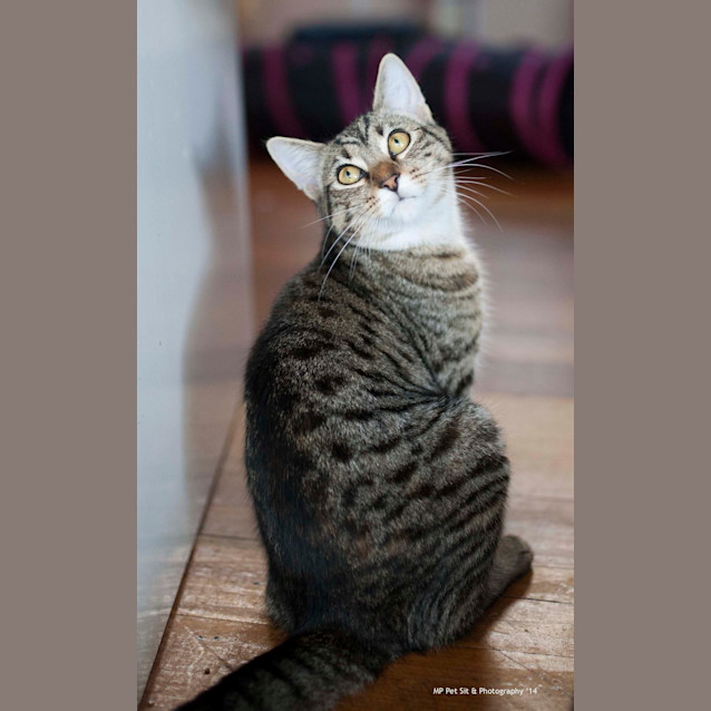 Photo of Misty