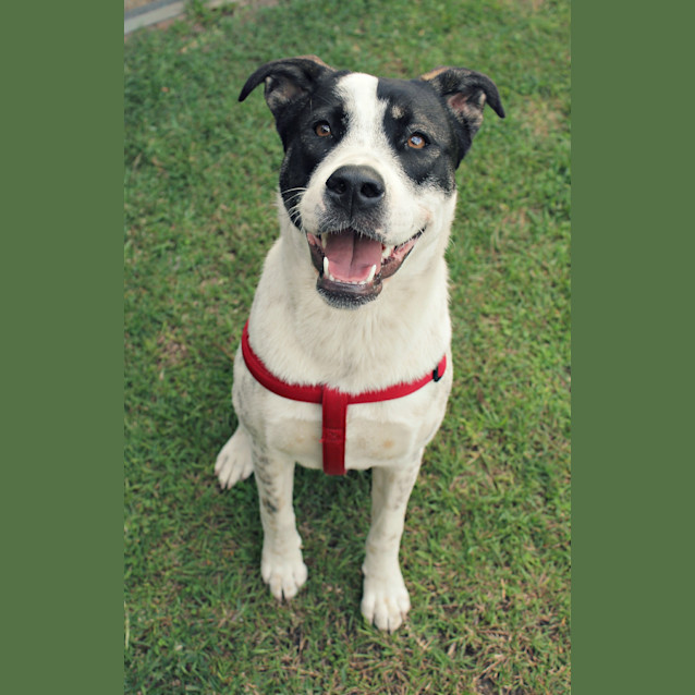 Photo of Daisy