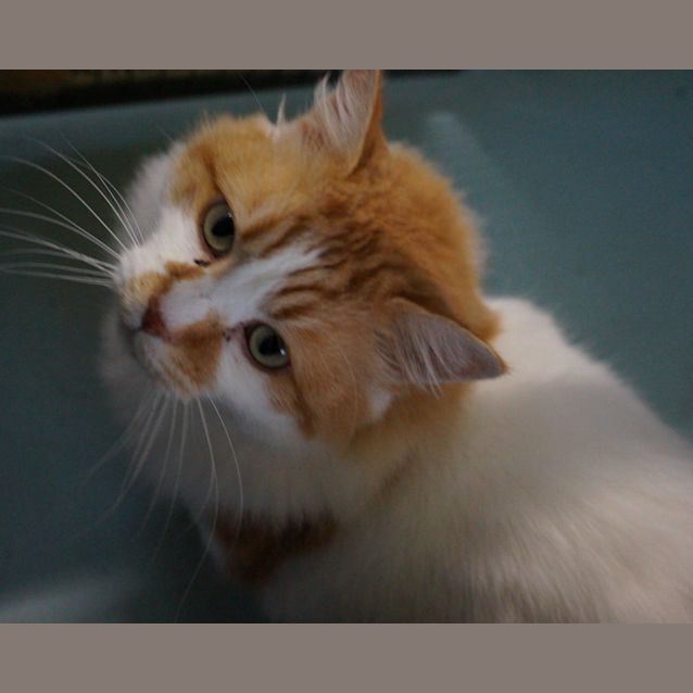 Photo of Captain